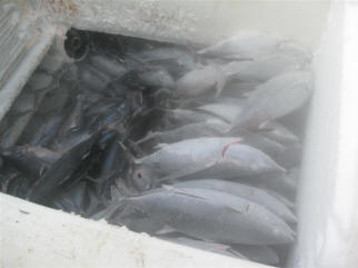 Frozen tuna in fish hold.